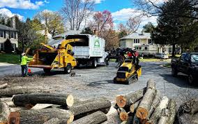 Professional Tree Removal and Landscaping Services in Clarksville, IA